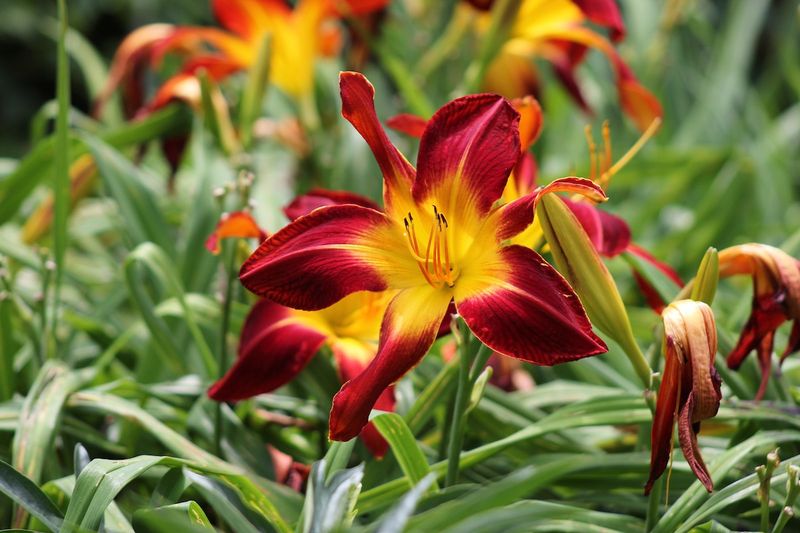 Daylily