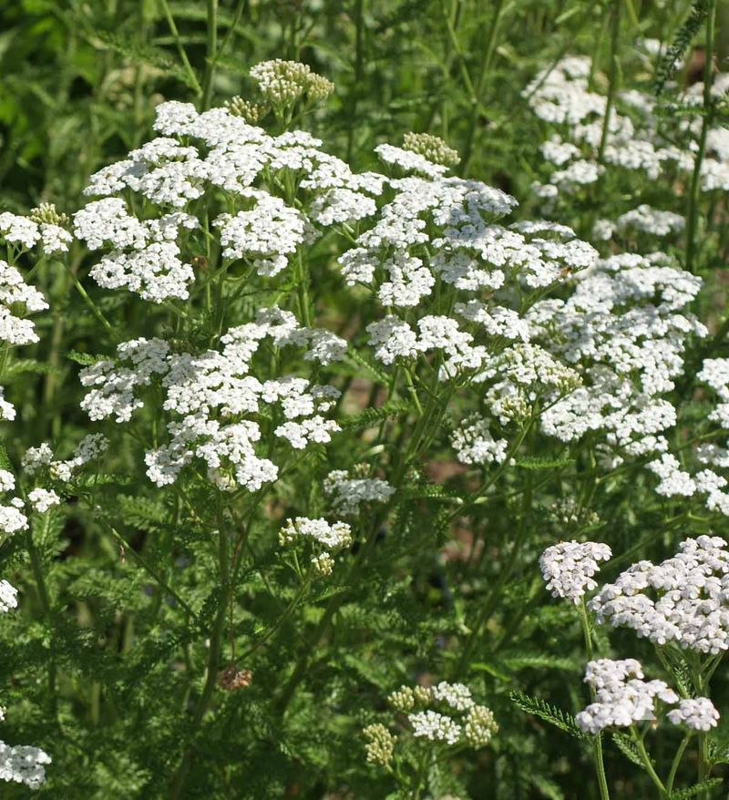 Yarrow
