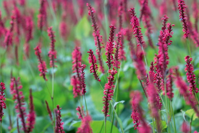 Persicaria amplexicaulis (Mountain Fleece)