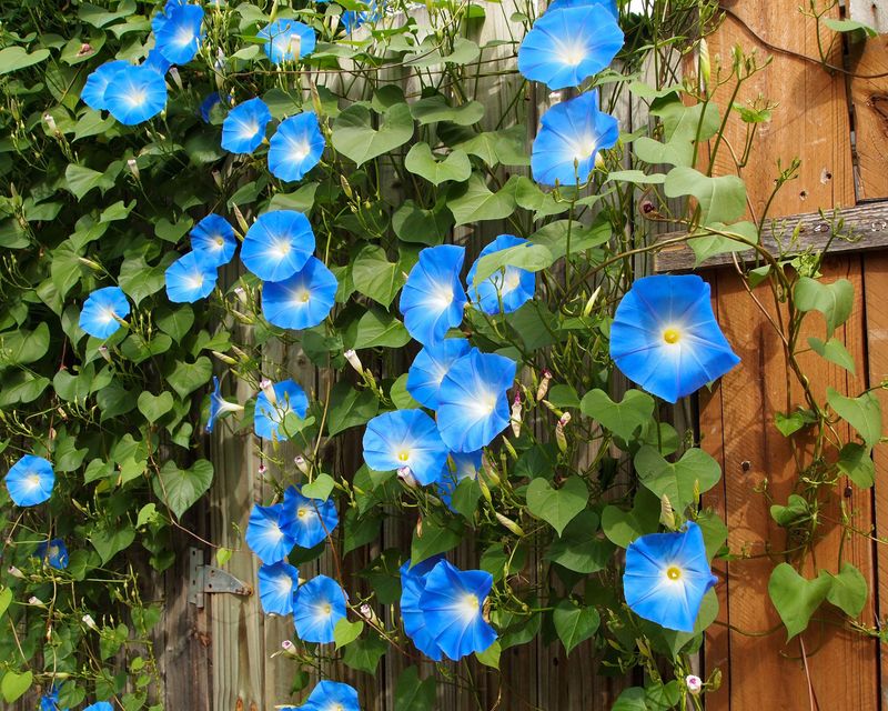 Morning Glories