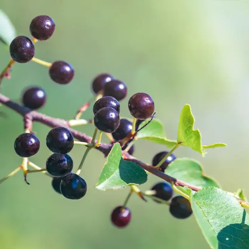Patagonian Midnight Berry
