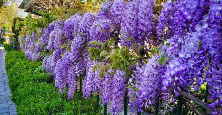 Garden Centers Won’t Tell You These 13 Plants Are Invasive — New Study Reveals the Truth