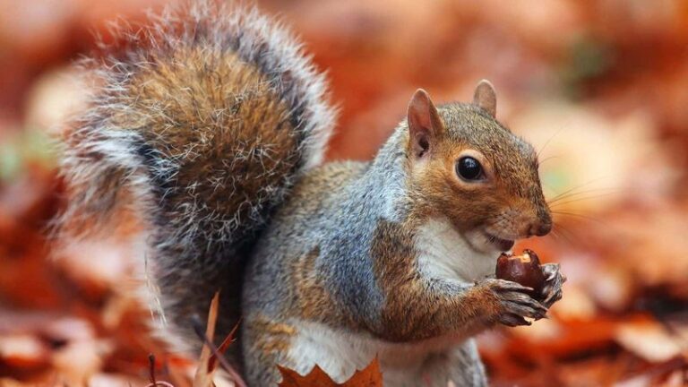 The 15 Unexpected Benefits Of Squirrels In Your Yard (And How To ...
