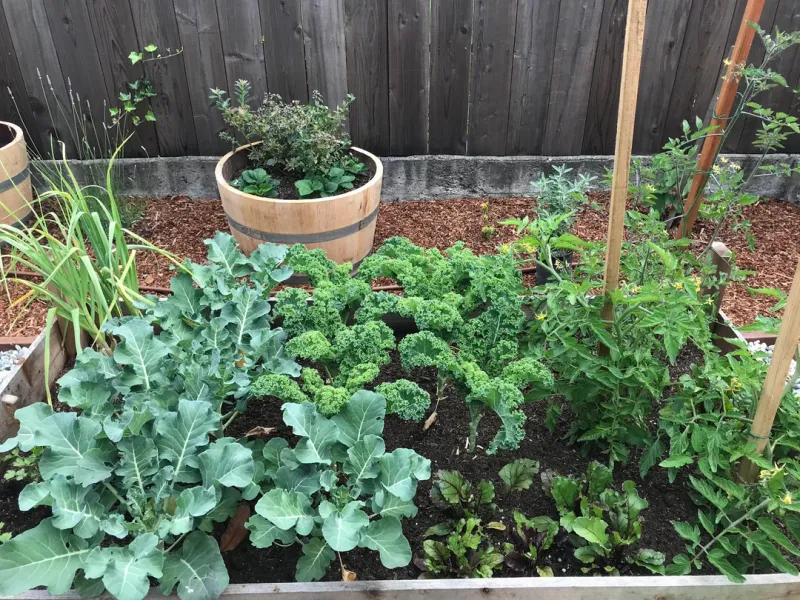 Avoid Overcrowding Plants