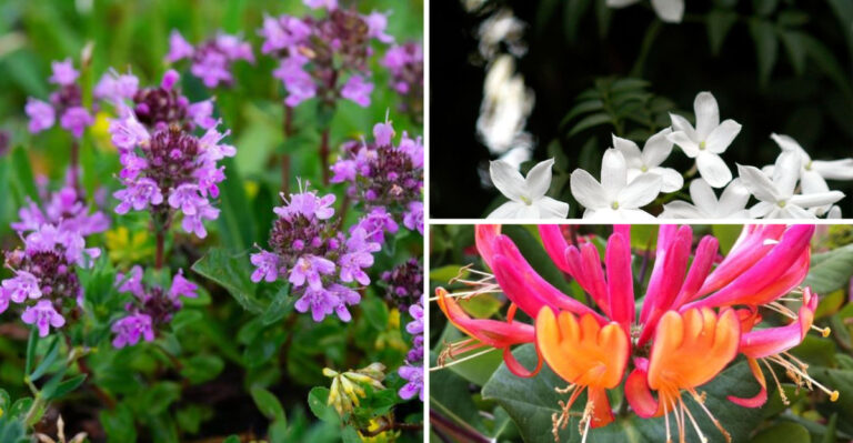 Garden Therapy: 20 Sensory Plants to Create a Calming June Oasis