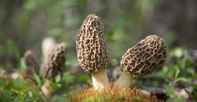 Gardeners Are Ditching Fertilizer for These 13 Soil-Transforming Fungi