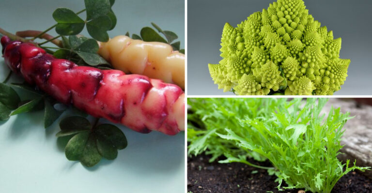 Gardeners Are Going Crazy for These 19 Strange Vegetables — Here’s Why You Should Too