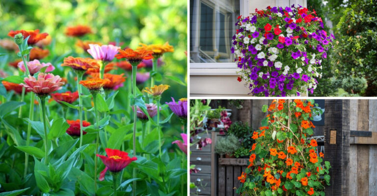 Gardeners Are Wrong About These 17 Fast-Growing Flowers — July Blooms Guaranteed