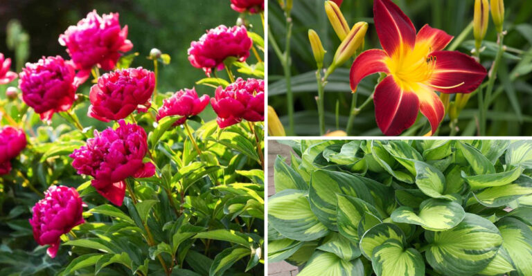 Gardeners Were Wrong About These 31 Perennials — New Research Reveals Best Timing