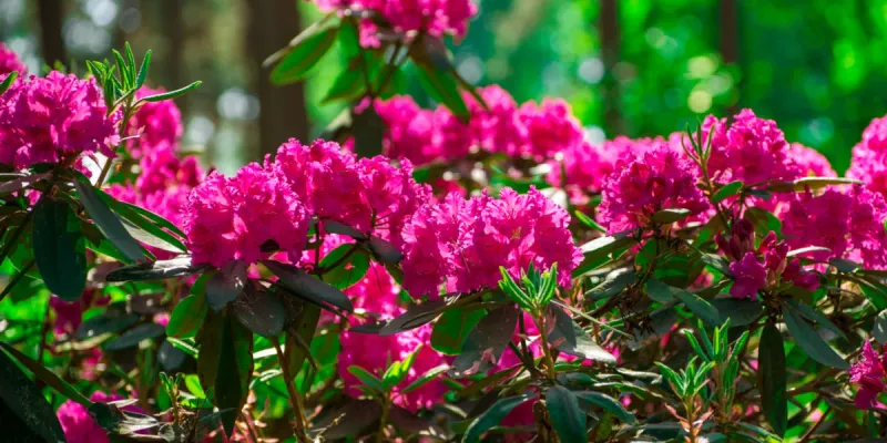 Rhododendron