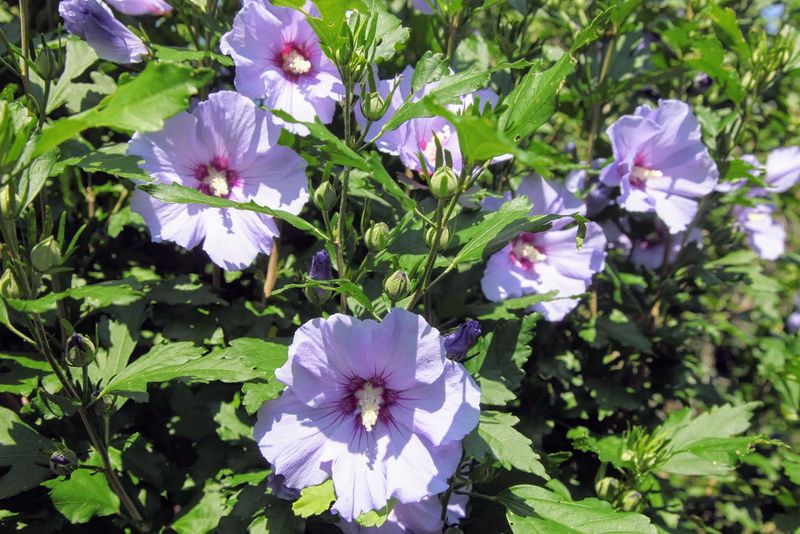 Rose of Sharon