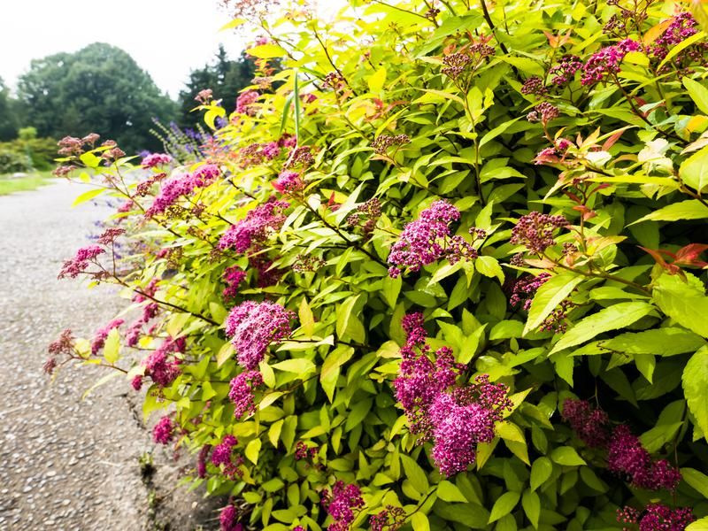 Spirea 'Goldflame'