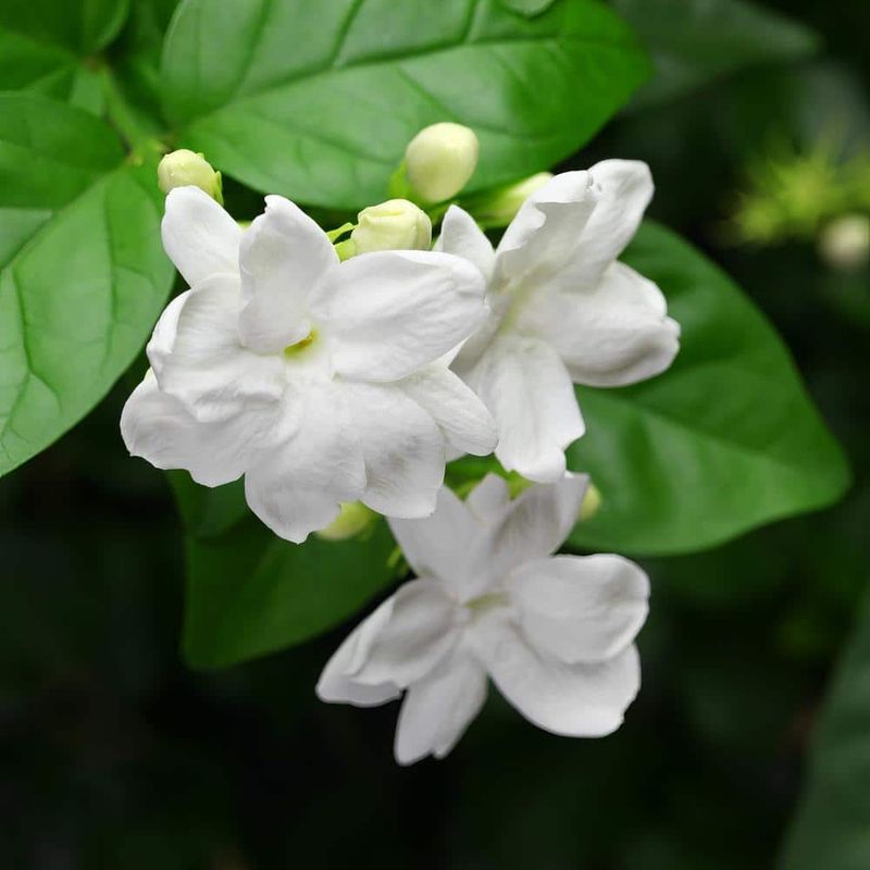 Jasminum sambac