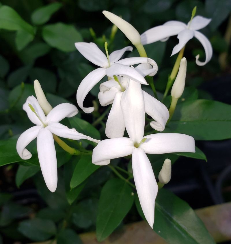 Jasmine (Jasminum spp.)