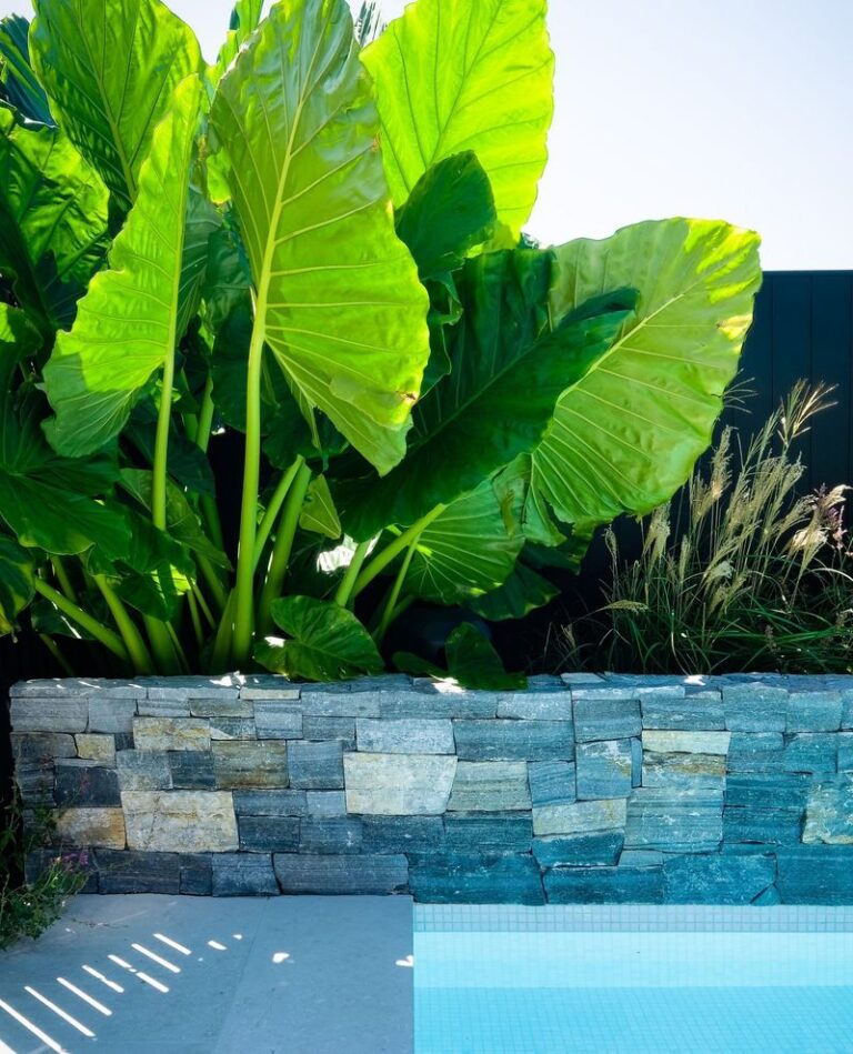 20 Best Plants That Work Perfectly Around the Pool - Complete Gardening