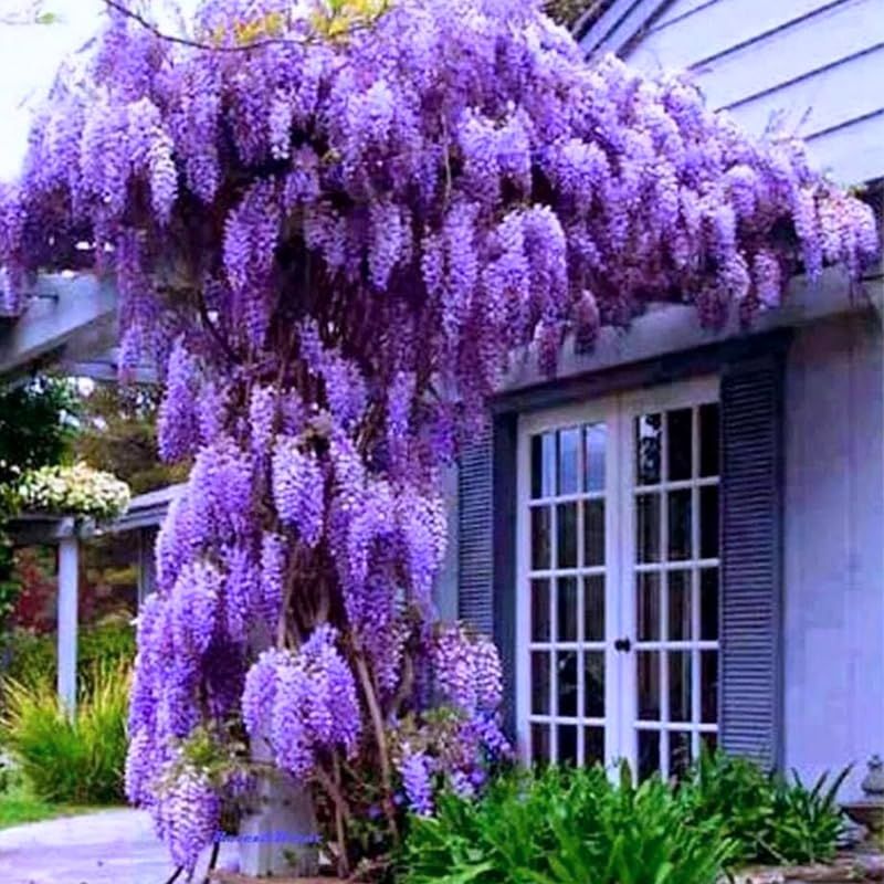 Wisteria