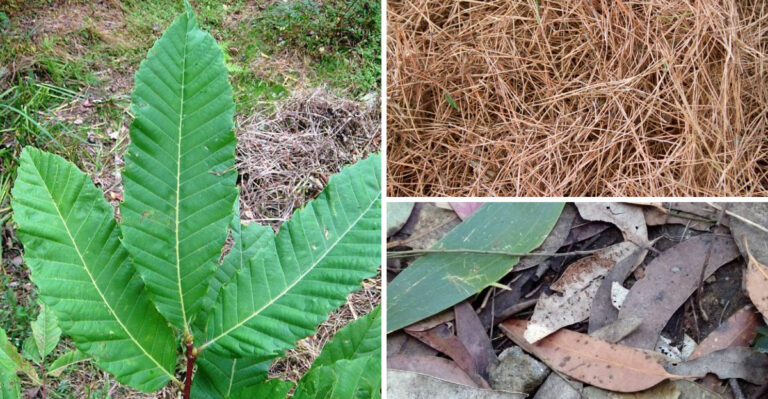Gardening Alert: 10 Leaves You Should Never Compost (and Why!)
