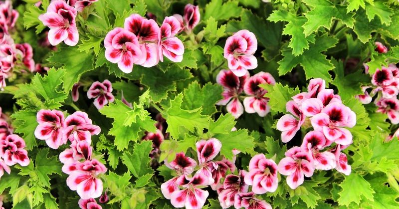 Geranium