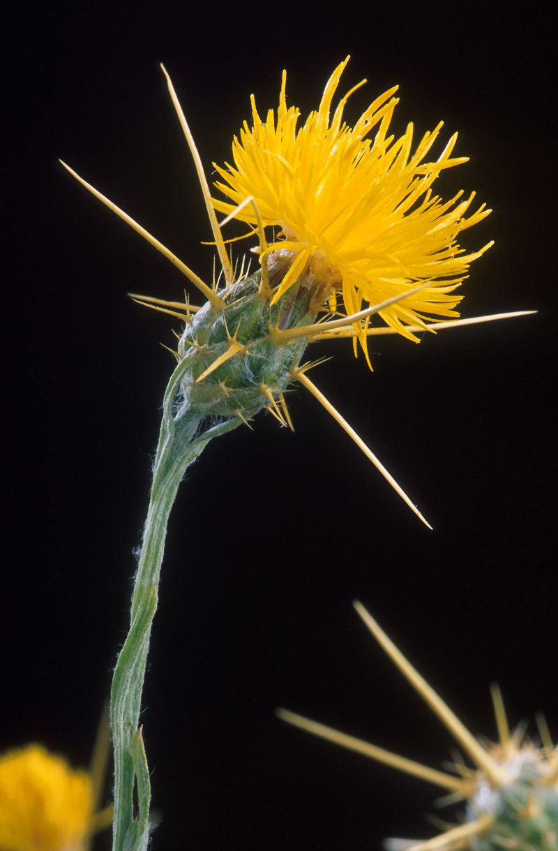 Yellow Starthistle
