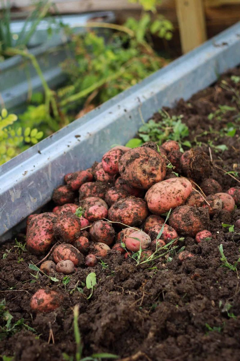 Potatoes (Winter Planting in Mild Climates)