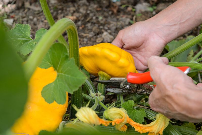 Pattypan Squash