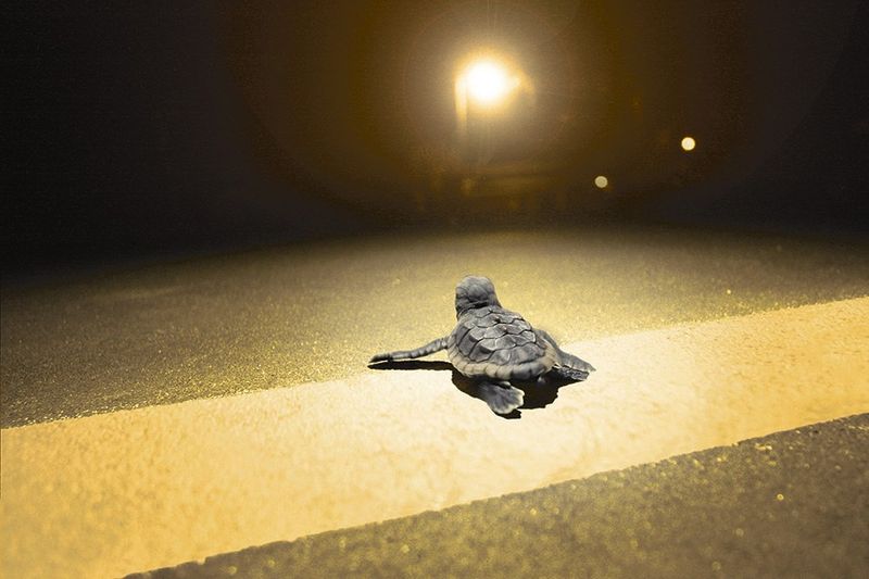 Outdoor Lighting That Disrupts Wildlife