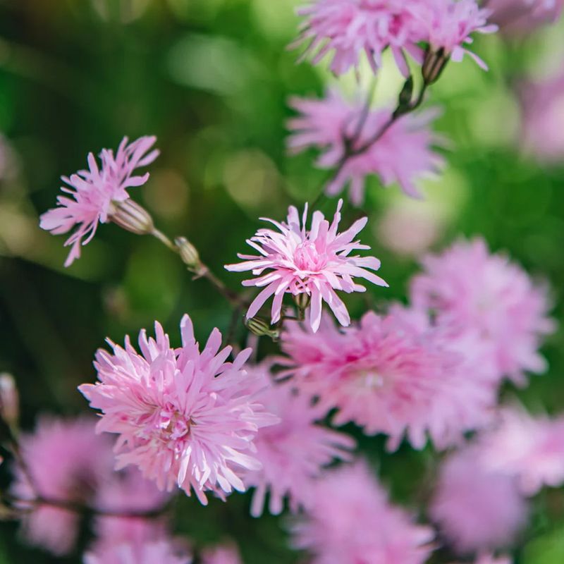 Lychnis 'Petite Jenny'