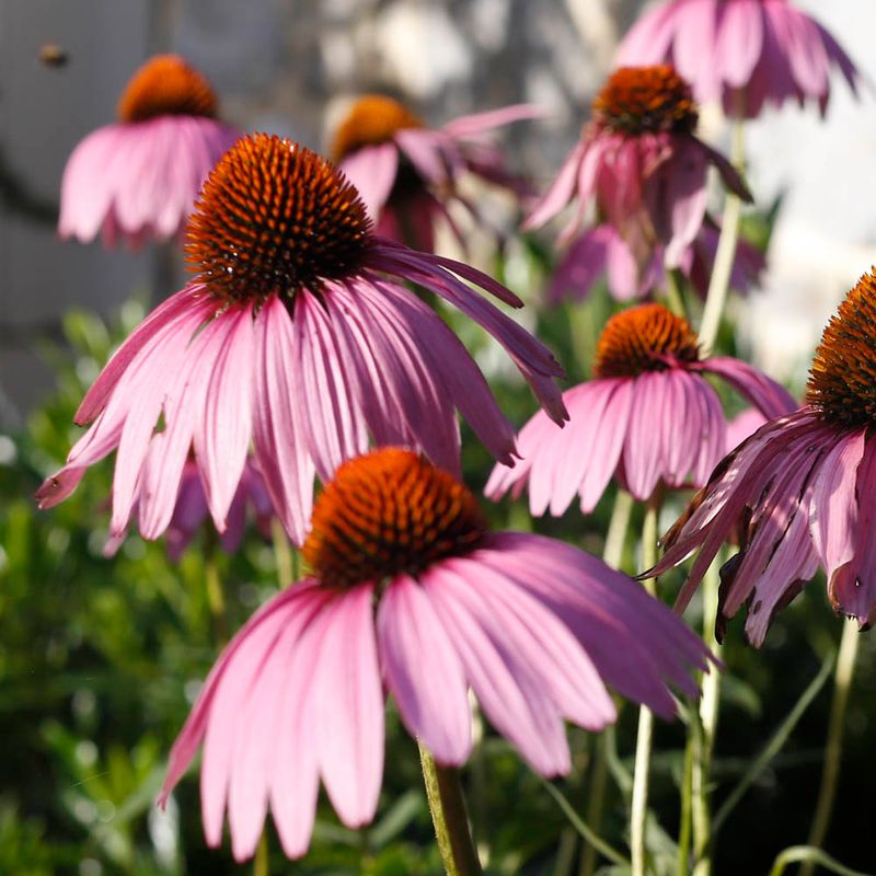 Echinacea (Coneflower)