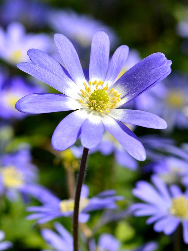 Anemone Blue Shades