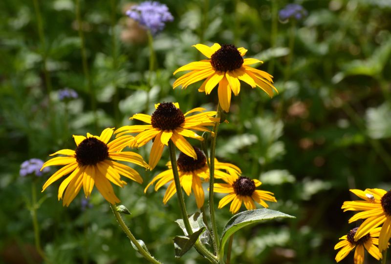 Black-Eyed Susan 'Goldsturm'