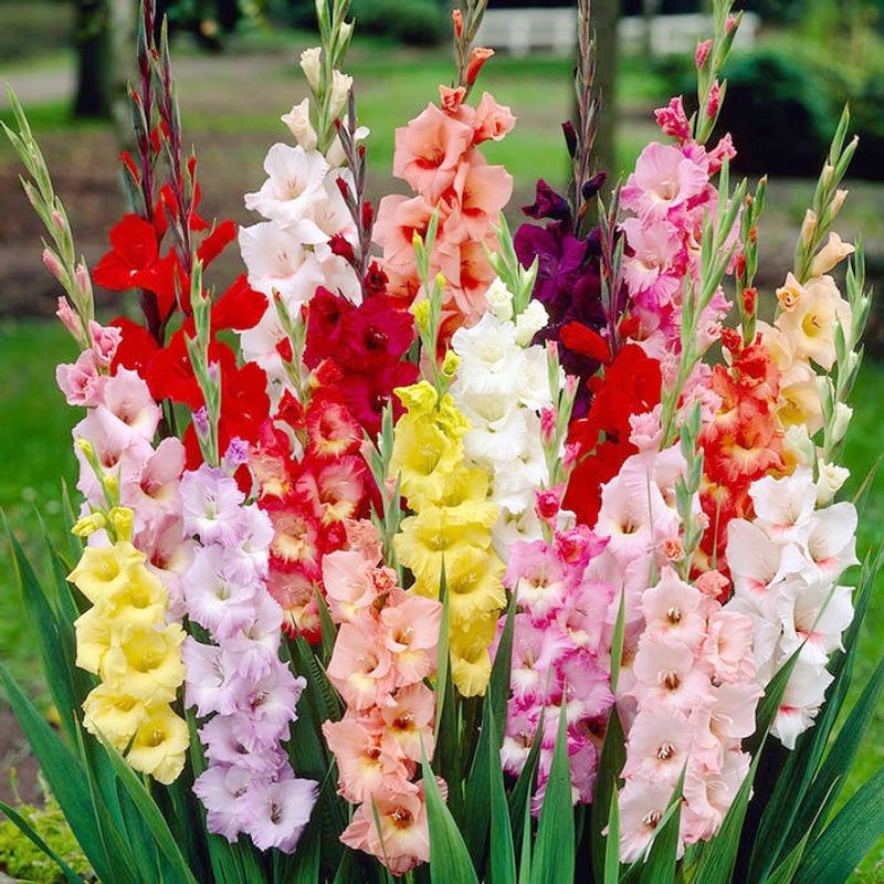 Gladiolus