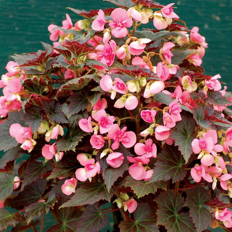 Begonia
