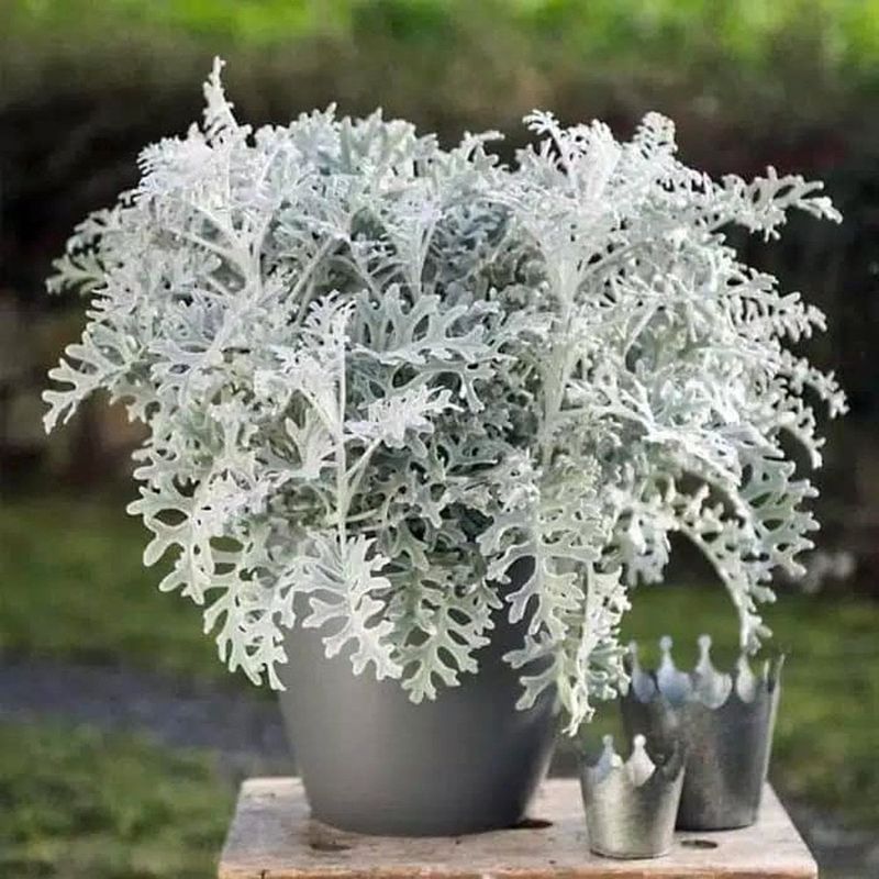 Dusty Miller