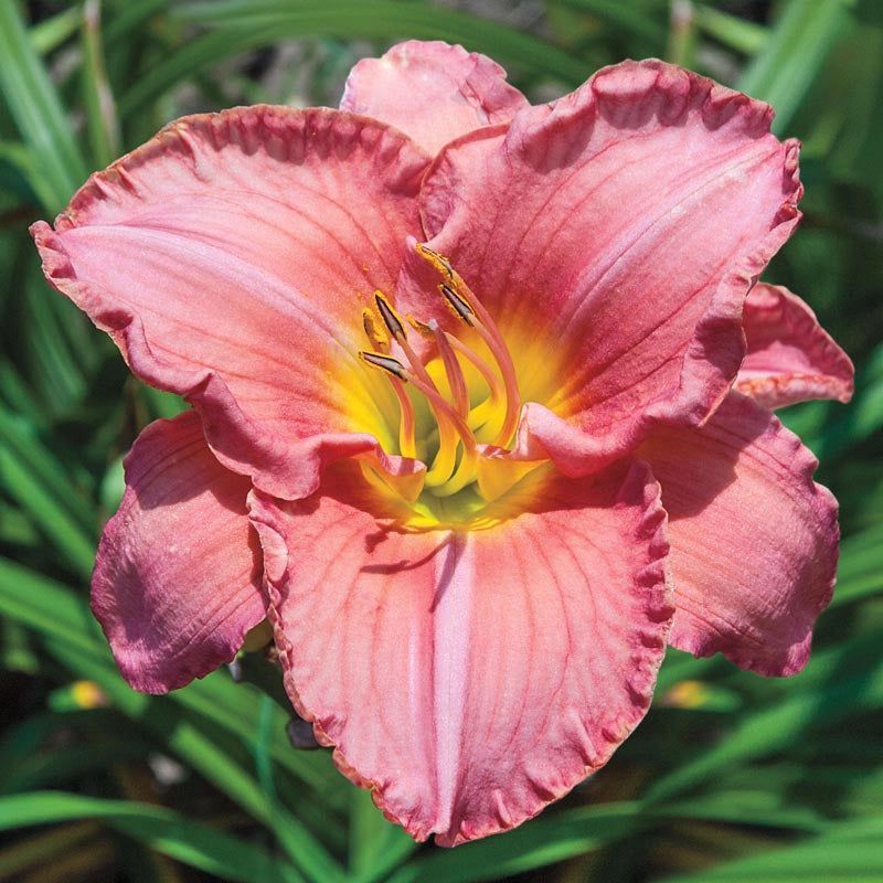 Daylily 'Pink Abundance'