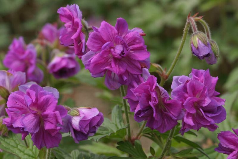 Geranium himalayense ‘Plenum’