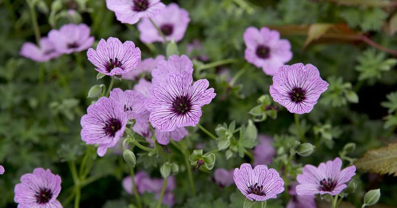 Geranium cinereum ‘Ballerina’