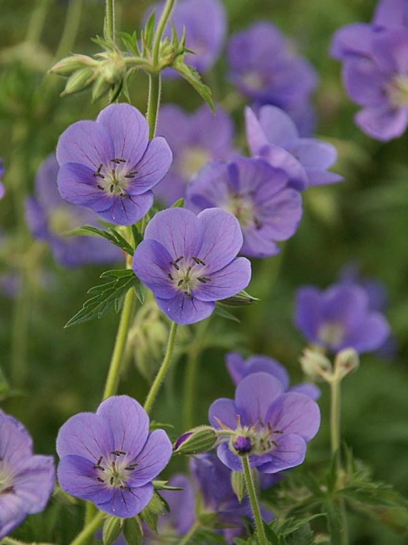 Geranium ‘Brookside’