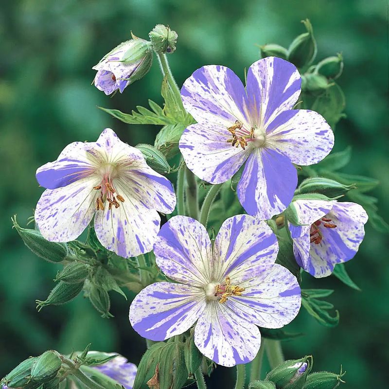 Geranium pratense ‘Splish Splash’