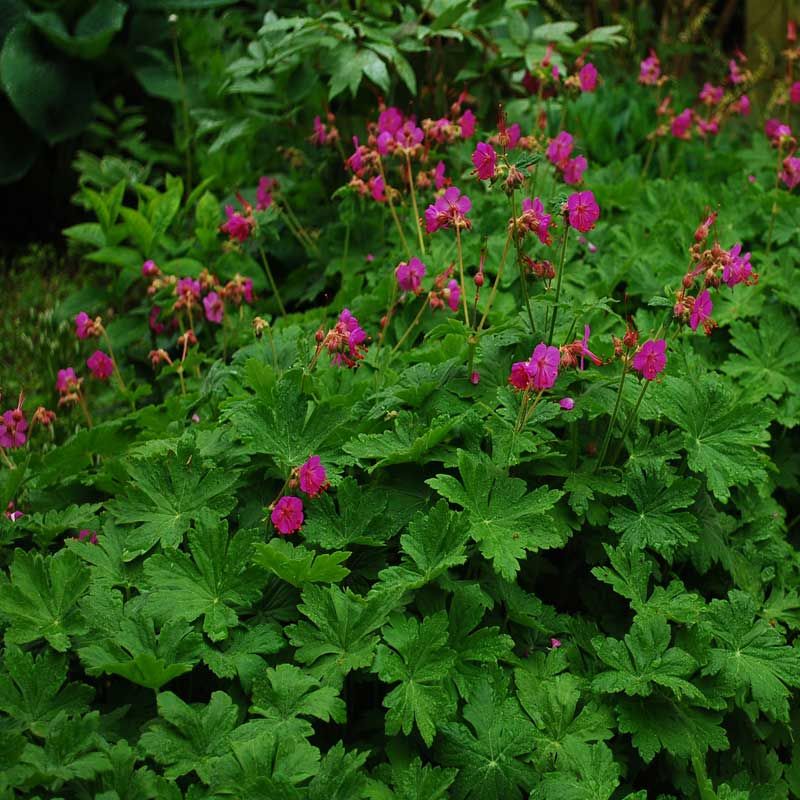 Geranium macrorrhizum ‘Bevan’s Variety’
