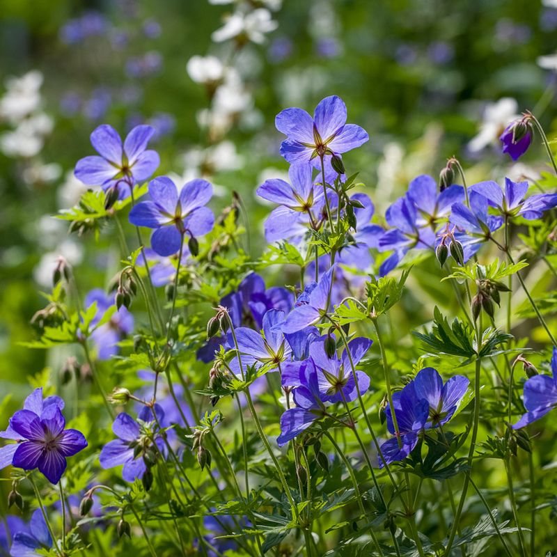 Geranium ‘Johnson’s Blue’