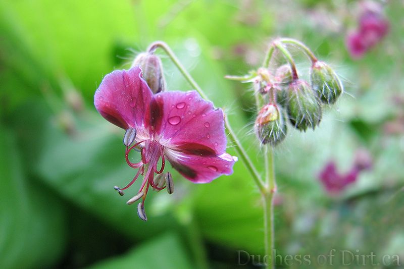 Geranium phaeum ‘Samobor’ (Dusky Cranesbill)