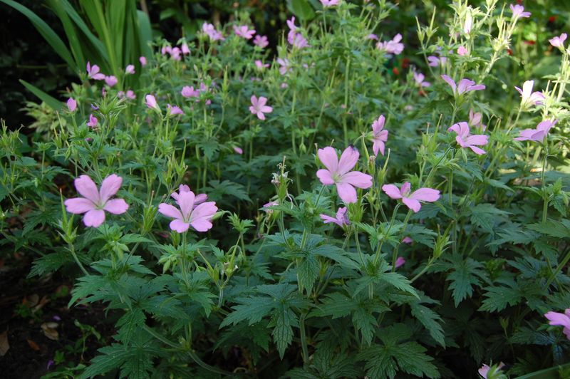 Geranium endressii ‘Wargrave Pink’