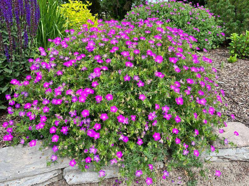 Geranium sanguineum (Bloody Cranesbill)