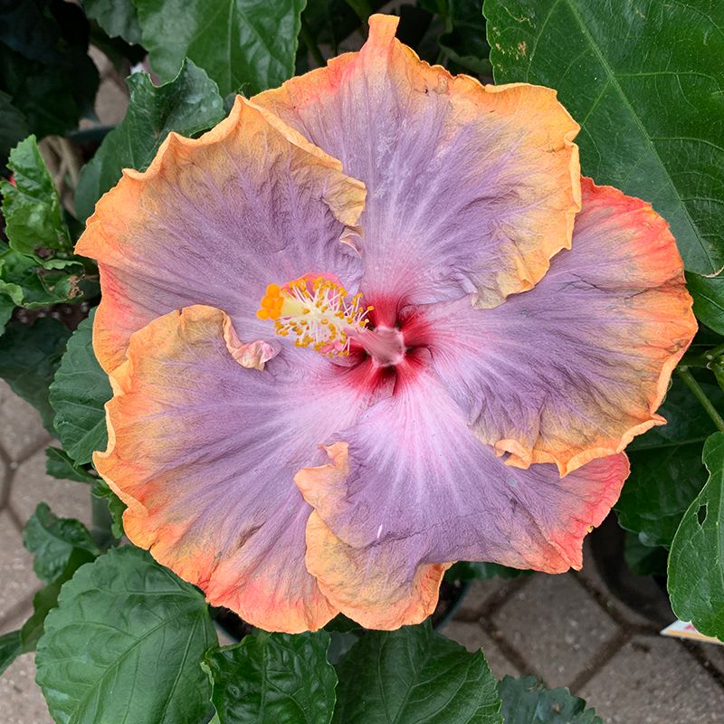 Hibiscus