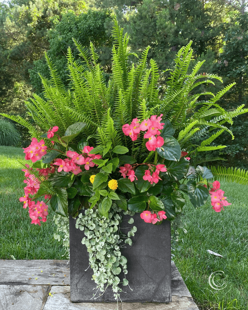 Begonias and Ferns