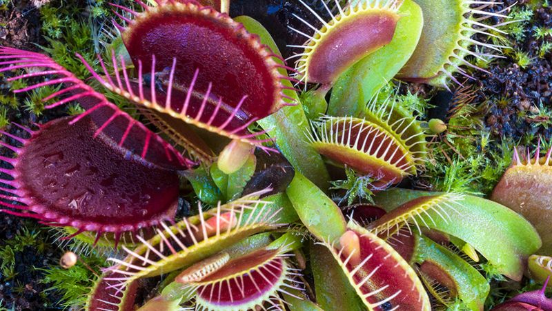 Venus Flytrap (Dionaea muscipula)