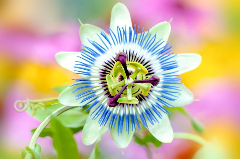 Passion Flower