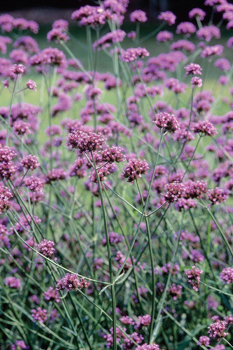Tall Verbena