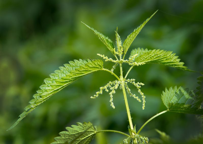 Stinging Nettle