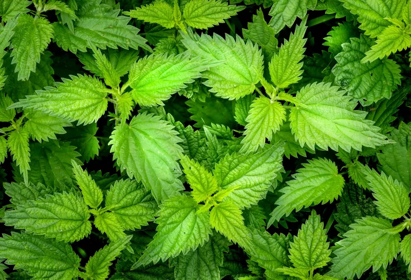 Stinging Nettle
